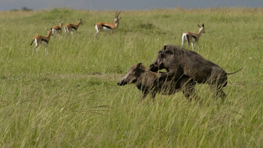 Prasa bradavičnaté, Masai Mara, Keňa