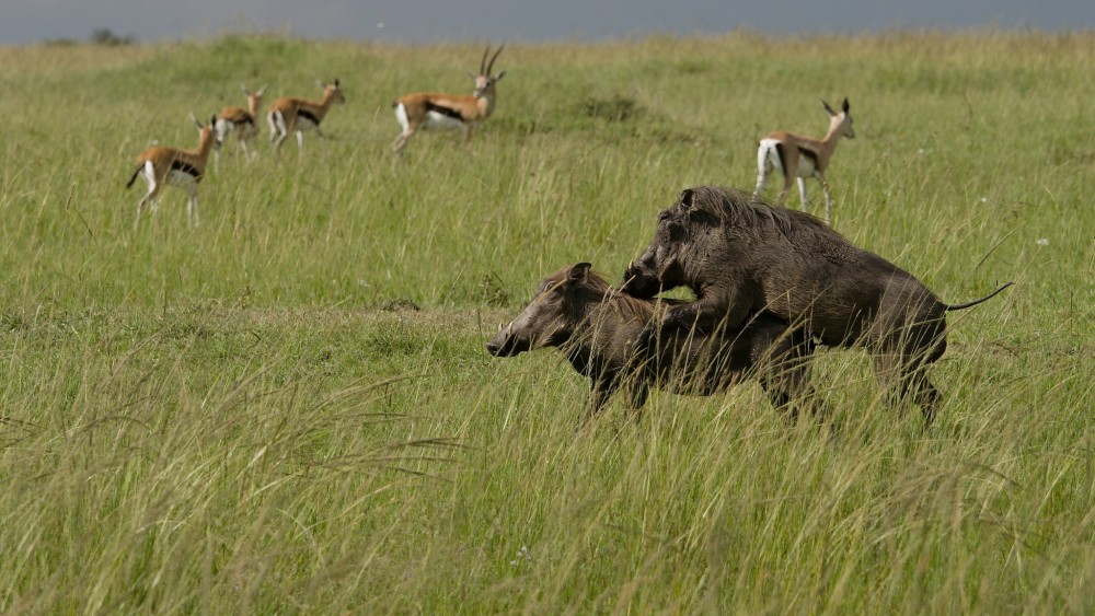 Prasa bradavičnaté, Masai Mara, Keňa