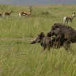 Prasa bradavičnaté, Masai Mara, Keňa