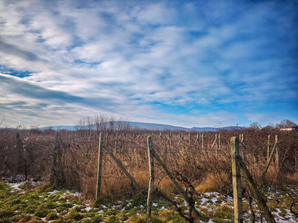 Račianske vinohrady