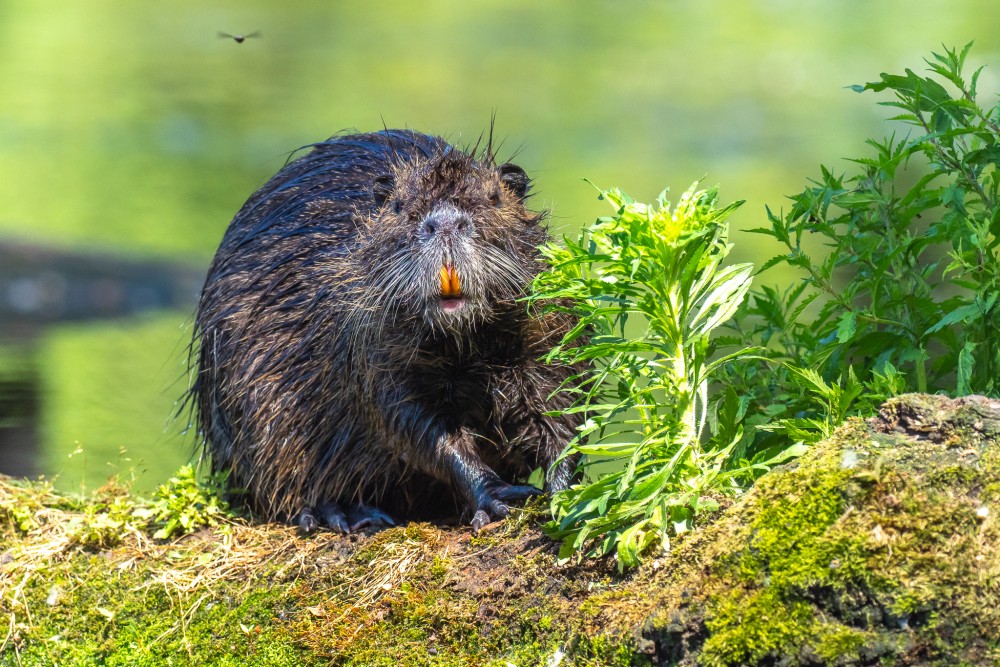 nutria riečna (Myocastor coypus)