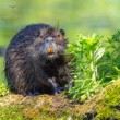 nutria riečna (Myocastor coypus)