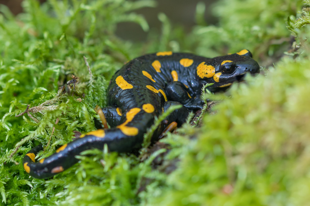 salamandra :)