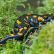 salamandra :)