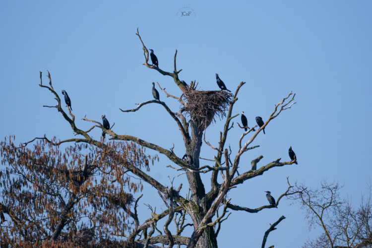 Hniezdisko kormoránov