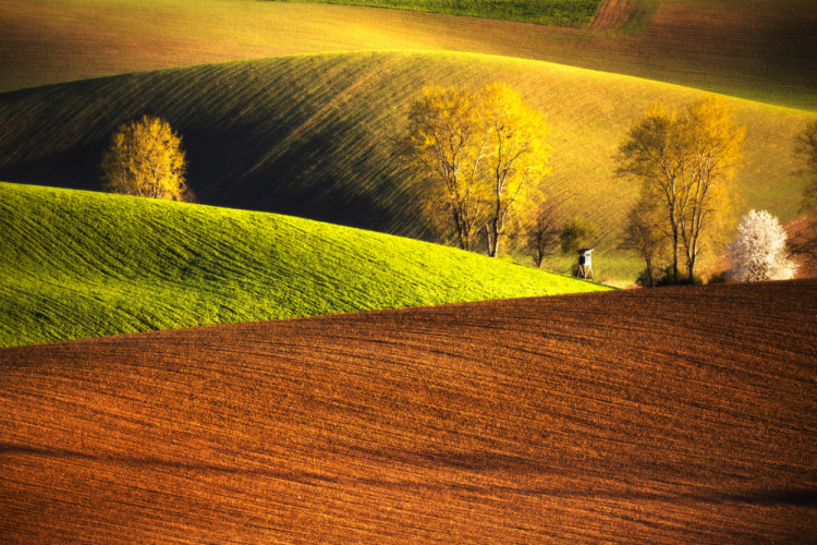 * Turčianské "koberce" *