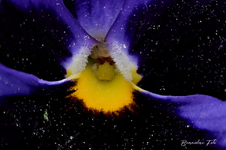 galaxia
