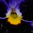galaxia