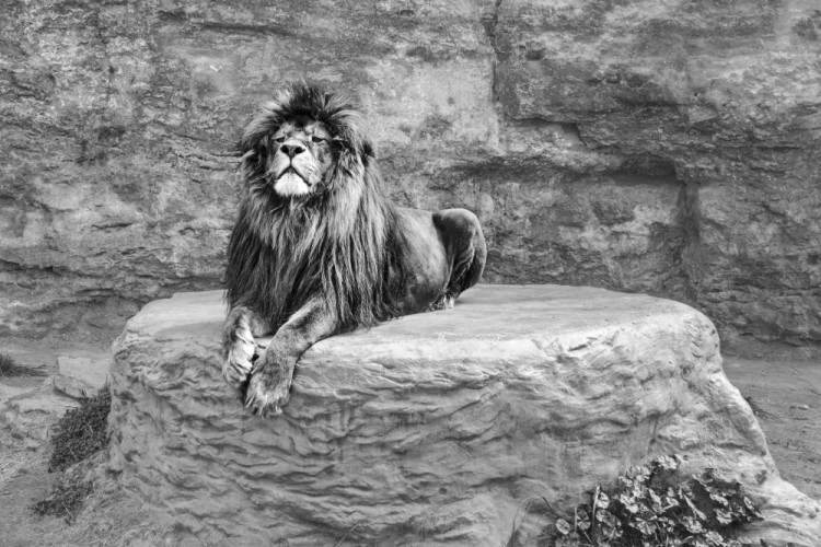 Kráľ Zoo