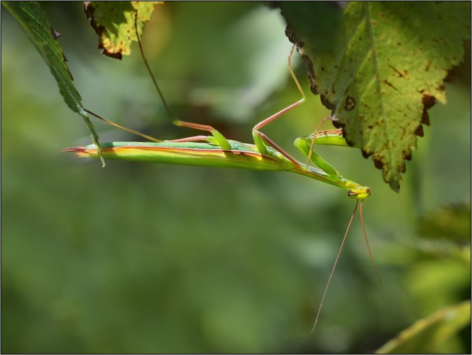 Mantis religiosa