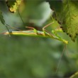 Mantis religiosa