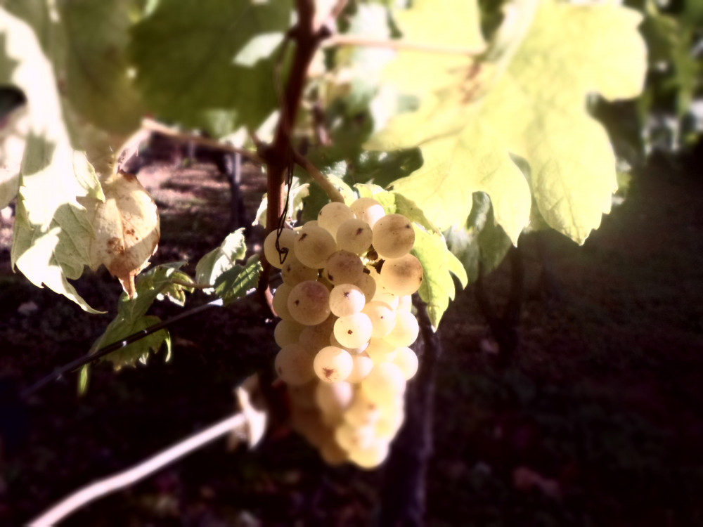 Tokaj