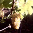 Tokaj