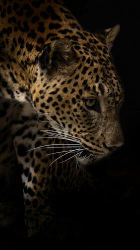 Leopard