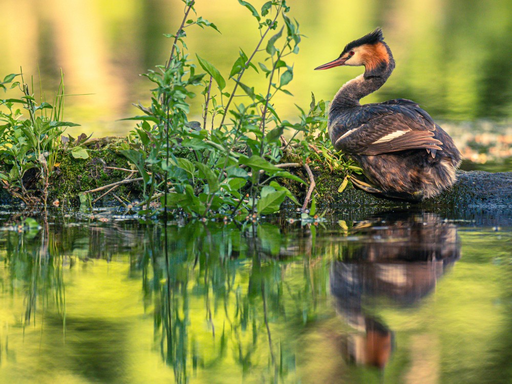 Potápka chochlatá, The great crested grebe (Podiceps cristatus)