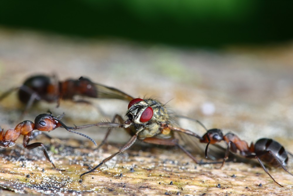Zo života mravcov