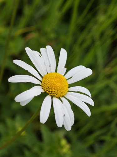 Margaréta