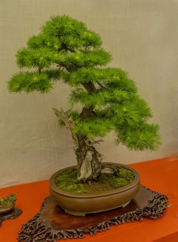 Bonsai