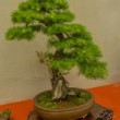 Bonsai