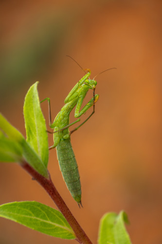 Modlivka zelená (Mantis religiosa) zapózovala