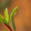 Modlivka zelená (Mantis religiosa) zapózovala