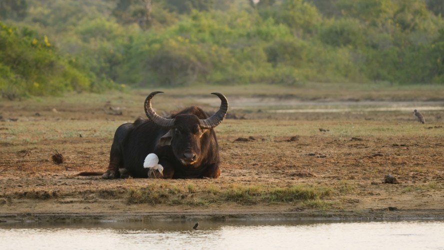 Byvol arni (vodný). NP Yala. Srí Lanka