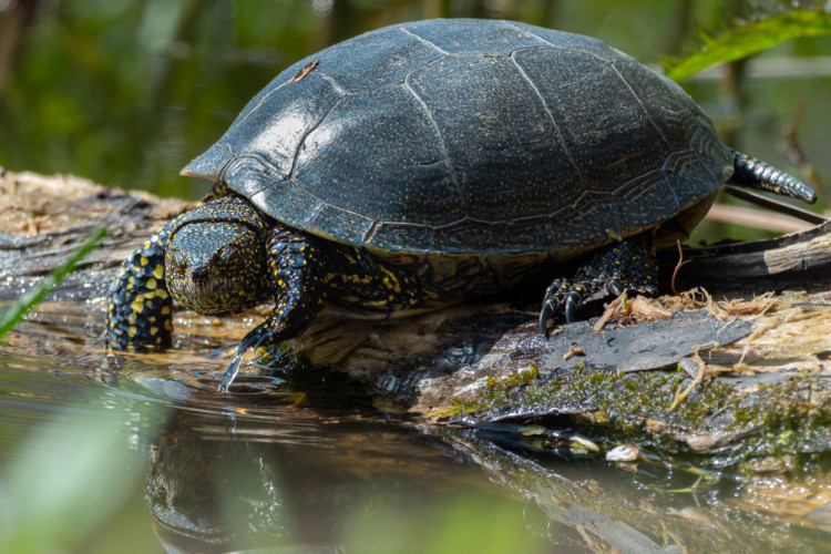 Korytnačka močiarna, The European pond turtle (Emys orbicularis)