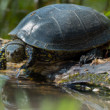 Korytnačka močiarna, The European pond turtle (Emys orbicularis)