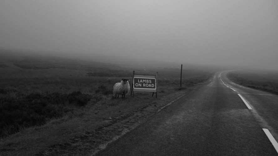 Lambs on road - typical Scottish weather