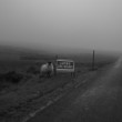 Lambs on road - typical Scottish weather