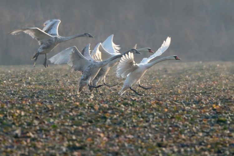 Cygnus olor pristátie