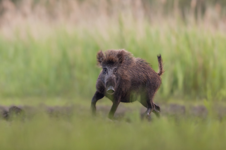 diviak lesný, The wild boar (Sus scrofa)