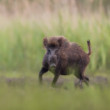 diviak lesný, The wild boar (Sus scrofa)