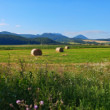Pod Bielymi Karpatmi