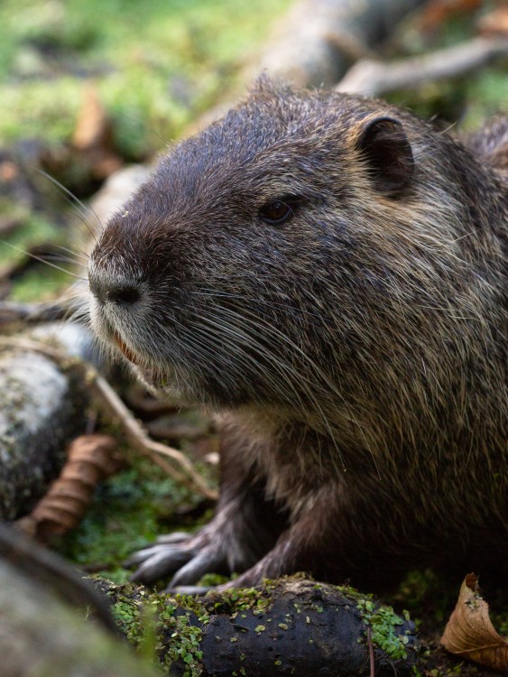 nutria riečna (Myocastor coypus)