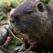 nutria riečna (Myocastor coypus)