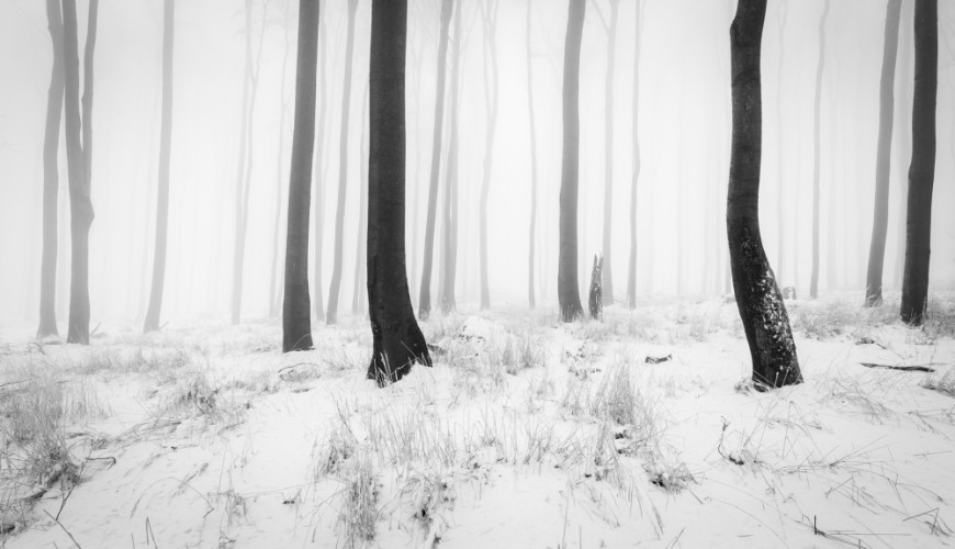 -Zimný les III-