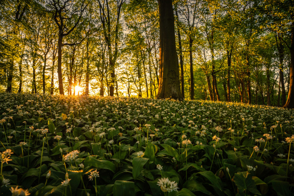 Podvečer v cesnakovom lese