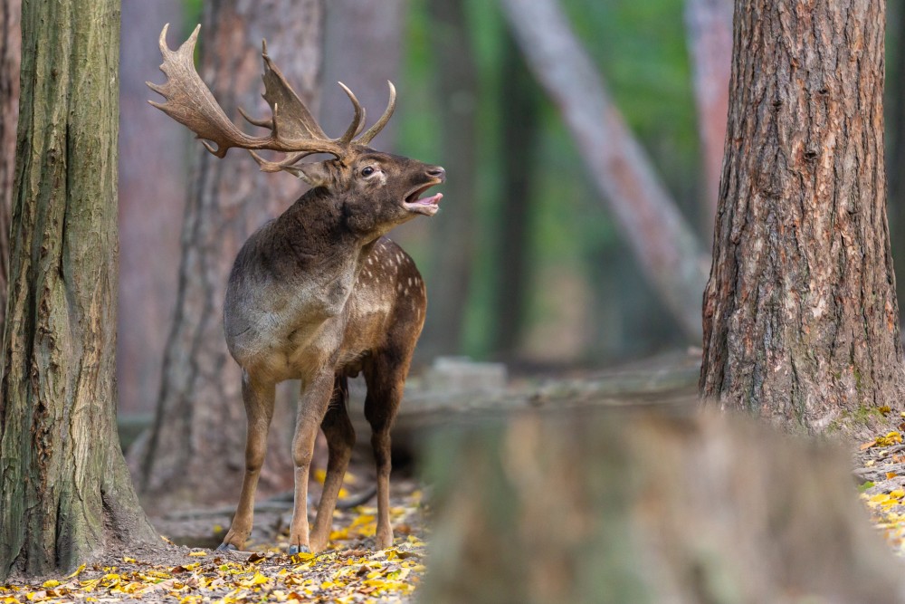 Daniel škvrnitý, Fallow deer (Dama dama)