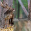 Daniel škvrnitý, Fallow deer (Dama dama)