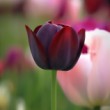 Tulipán
