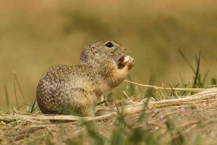 Sysel obecný (Spermophilus citellus)