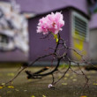 sakura v meste