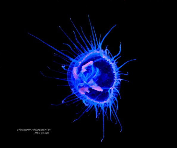 Medusozoa