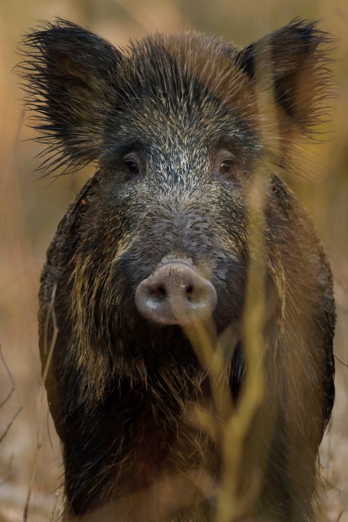 Blízke stretnutie...