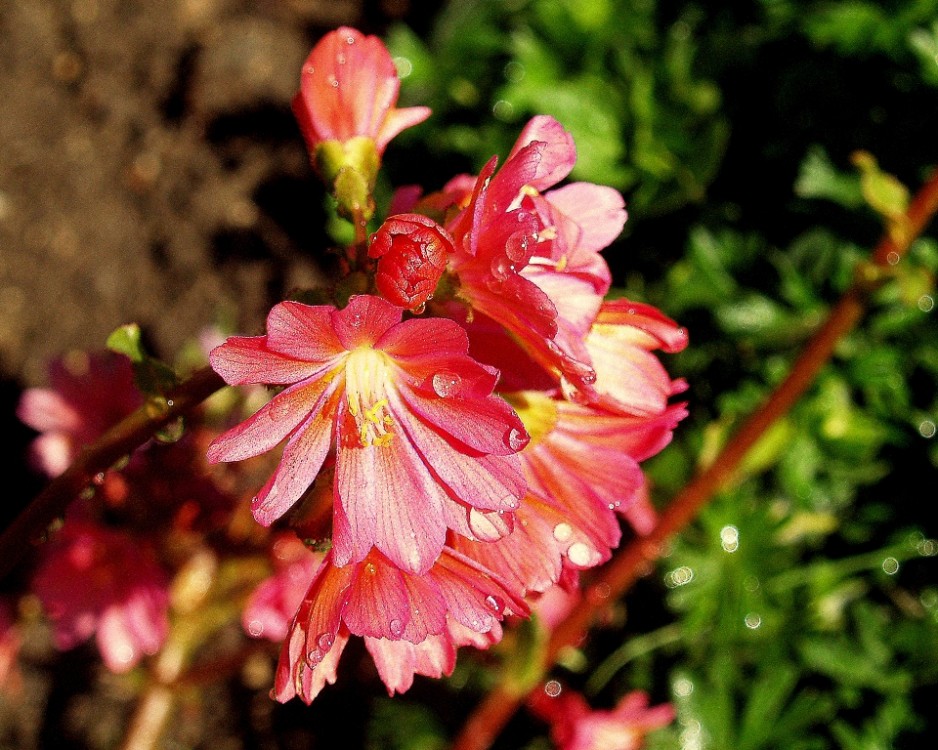 PINK FLOWERS