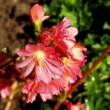 PINK FLOWERS