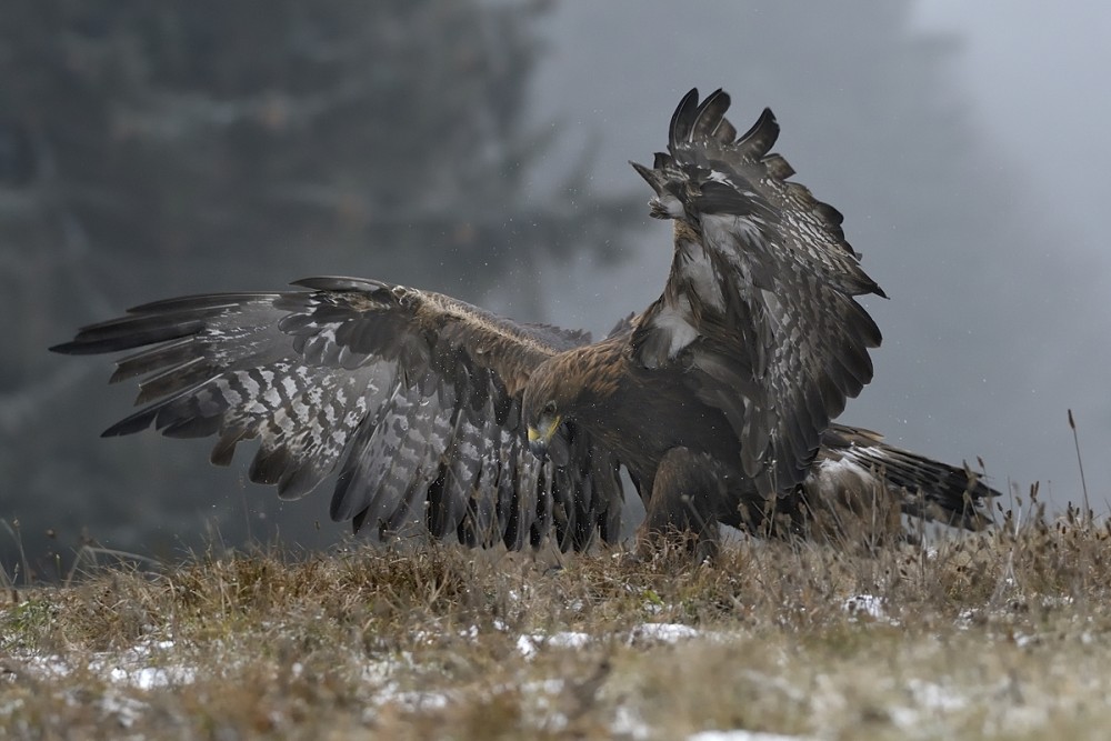 Aquila chrysaetos