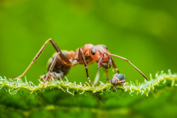 mravec a voška