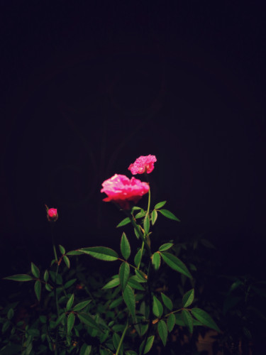 Roseate Dreams by Oviul Maruf.